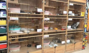 深圳龙岗卖孟加拉豹猫实体店哪家便宜，正规门店口碑汇总