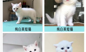 深圳福田有没有能上门挑猫且签健康合同的实体猫馆，服务质量评选与用户力荐