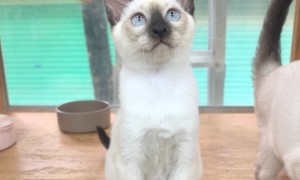 2026年卖暹罗猫的诚信的猫舍/优质品牌猫舍/暹罗猫销售优质猫舍行业口碑汇总
