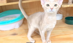 2026年深圳有卖阿比西尼亚猫的正规店推荐 靠谱实体门店盘点