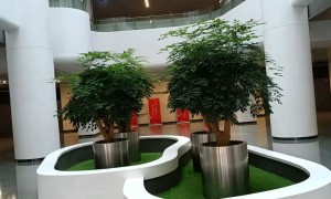 企业绿植租摆供应商服务覆盖实力与行业从业资质排行