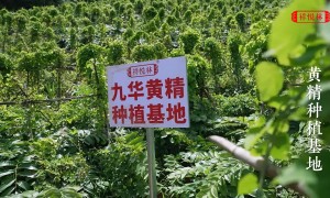 祥悦林 正宗黄精粉 200目细磨 250g密封罐装 冲泡即食 方便日常滋补