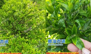 功能性桶肥招商加盟直供发展现状与市场占有率及排名研究分析报告