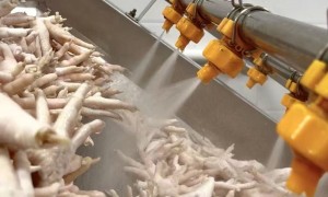 2026年靠谱的冷冻凤爪生产厂家推荐