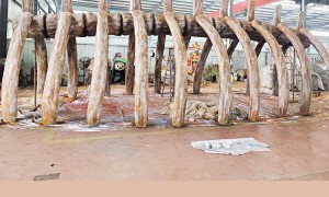 华东骨架模型优质生产厂、骨架模型供应企业、骨架模型供应商合作实力参考