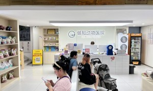 2026年武汉广受信赖的宠物瘫痪治疗医院实力参考