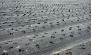银黑地膜定制灵活的加工厂筛选名录 山东铭丰塑膜省心不踩坑