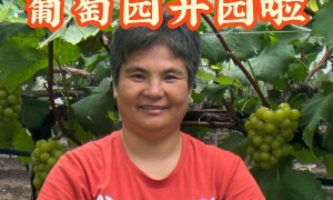 上海葡萄采摘种植基地实力参考，客户口碑力荐