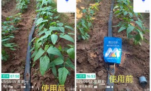 2026年河南叶面肥厂家推荐 迈谷乐生物科技质量好的优选