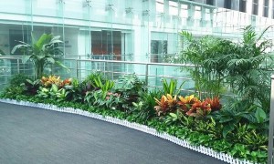 北京绿植租摆服务商家怎么选，万年长青园林绿化客户力荐与实力参考