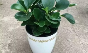 租绿植和买绿植哪个更划算哦？广受信赖的绿植租赁公司筛选名录