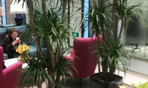 北京绿植租摆服务商怎么选？2026年靠谱公司推荐与实力参考