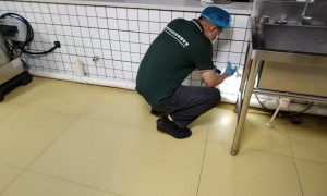 南京消杀公司上门灭臭虫选众欣，高效虫害治理保障居住环境安全