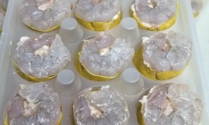 现做手工广式茶点源头厂家综合实力推荐与客户口碑力荐