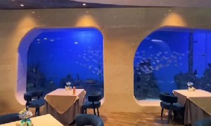 龙轩水族市场口碑好吗