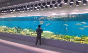 2026年靠谱的玻璃鱼缸定制工厂用户力荐