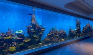 上海龙轩水族鱼缸定制地址在哪里
