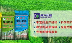 广西黄腐酸钾桉树肥促生长厂家实力参考