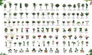 室外园区景观设计与养护托管，植百汇全国连锁品牌，适配市政公园及企业园区项目