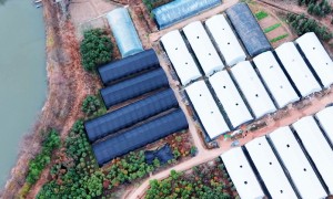 汇林滇茸菌种批发零基础种植农户入门菌种客户评价如何