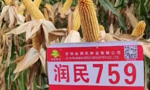 吴忠广受信赖的宁南冷凉地块玉米种子公司，推荐适合品种并指导病虫害预防