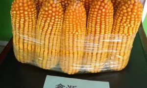 石嘴山口碑好的玉米品种服务商：4月下旬春播、连片大田种植的靠谱之选