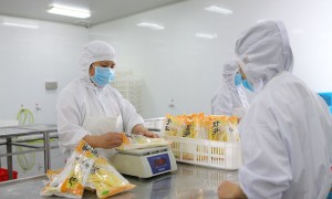 糯米笋批发生产商综合实力推荐，富春龙竹笋口碑公司汇总