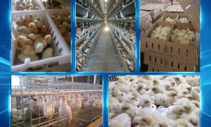 罗曼粉产蛋青年鸡制造商哪家好 正规源头厂家口碑推荐