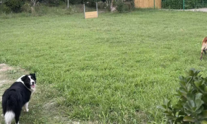 狗狗情绪管理培训学校怎么选？靠谱机构服务质量评选