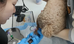 深圳做宠物中兽医服务的正规机构推荐，靠谱有口碑的宠物医院实力盘点