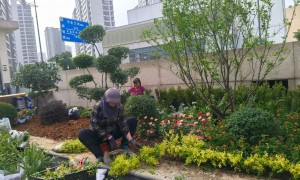 福建省园林绿化施工服务哪个好？景诚然园林团队能力测评