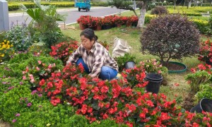 2026年福建省资质齐全的绿植花卉租赁公司有哪些？服务质量评选