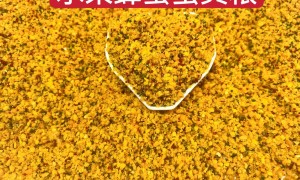 商丘市优质的异宠粮贴牌代工厂家：志成宠物食品厂，正规源头、不踩坑之选