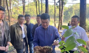 厦门市广受信赖的地标黄精生产厂家推荐，用户力荐汇总