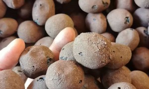 简阳回填陶粒厂家推荐 用料扎实的源头生产商