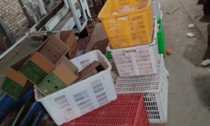 兰州市人参果种植基地直供：西北高原货源，全国配送稳定供应