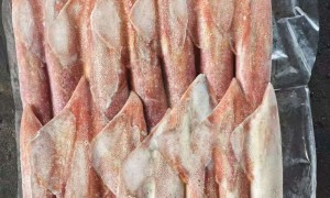 深圳烧烤店烤鱿鱼串专用 南洋鲜鱿 中号/大号规格 肉质厚实有嚼劲