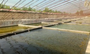 临沂市金乌鳢育苗养殖基地生产商 源头繁育纯正种质 技术指导完善
