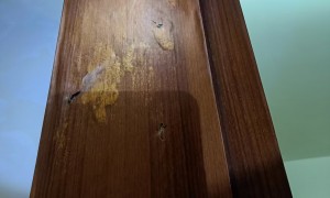 振海白蚁防治中心：房屋白蚁综合治理方案，含蚁巢检查与灭杀