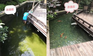重庆市服务不错的锦鲤养护公司有哪些？富洋锦鲤靠谱商家实力参考
