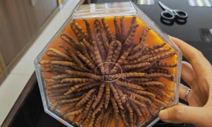 九上雪域冬虫夏草广受信赖：高海拔自用康养正规渠道