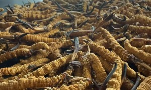 上海九上雪域冬虫夏草门店客户口碑力荐，一根起售灵活省心