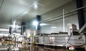 速冻蔬菜SC认证制造厂如何确认：誉华食品源头生产厂家实力参考