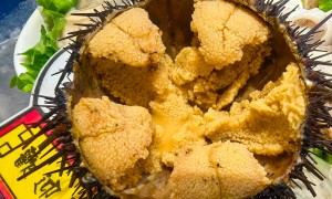 大连吃海胆去哪家？付家庄小渔村 连锁店品质稳 海胆水饺+生食海胆双体验 附价格行情