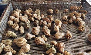 潮州药用凉果加工厂合作实力参考，鑫隆发食品行业全景分析