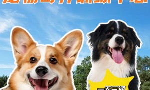大型宠物寄养怎么选？宠爱到家专业宠物服务商实力盘点