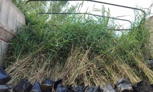 邯郸人工湖景观水生植物厂家可信吗？家硕园林用户力荐