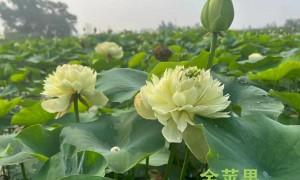 哈尔滨人工湖景观水生植物厂家排名前五：资质齐全的源头生产厂盘点