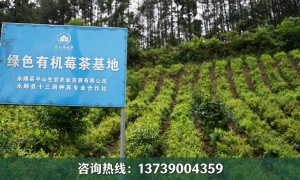 永顺县半山生态农业发展有限公司：永顺莓茶代工制造厂家避坑挑选指南