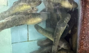 2026年漳州龙海区口碑好的海货批发企业实力参考